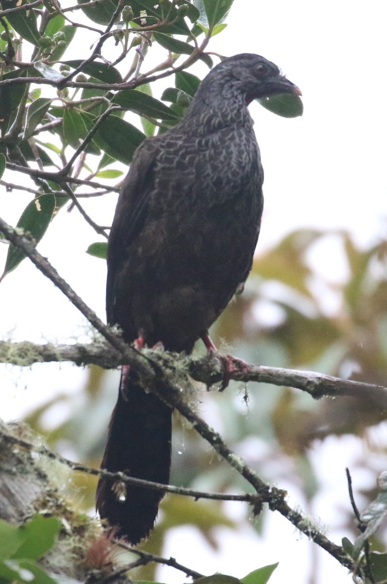Andean Guan - ML639461164