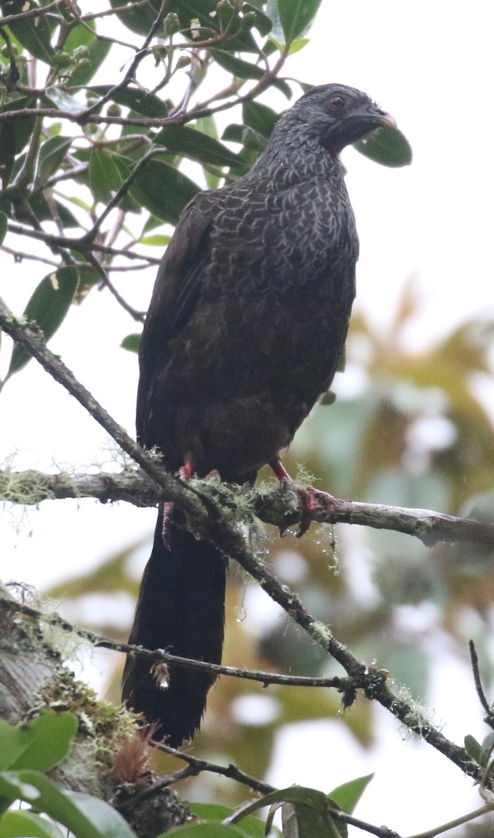 Andean Guan - ML639461170