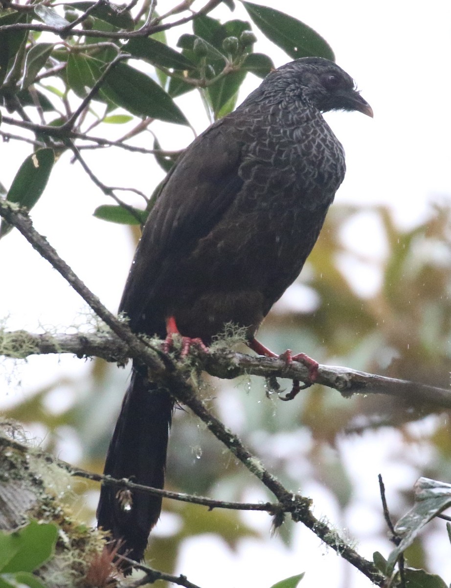 Andean Guan - ML639461174