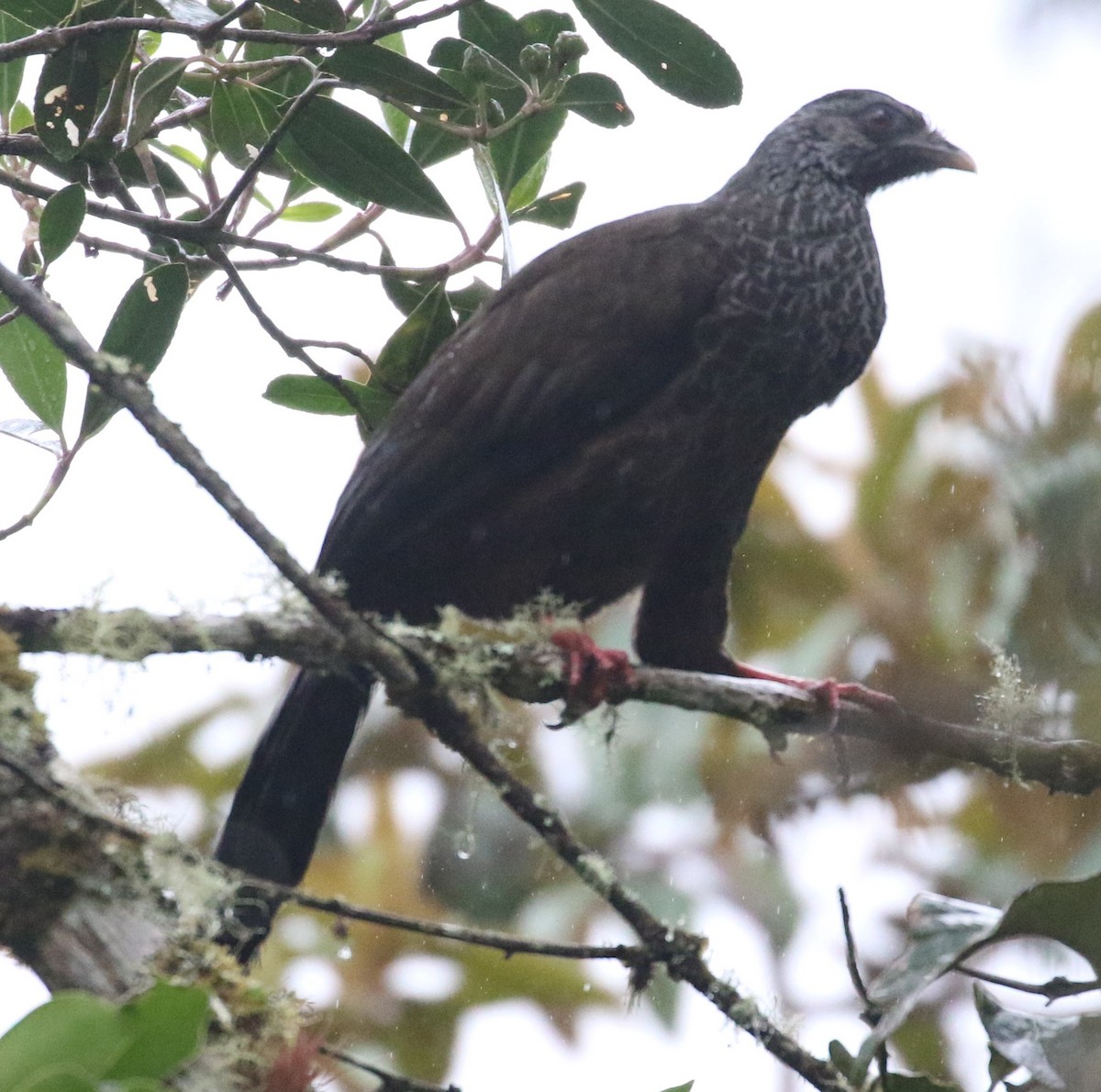 Andean Guan - ML639461176