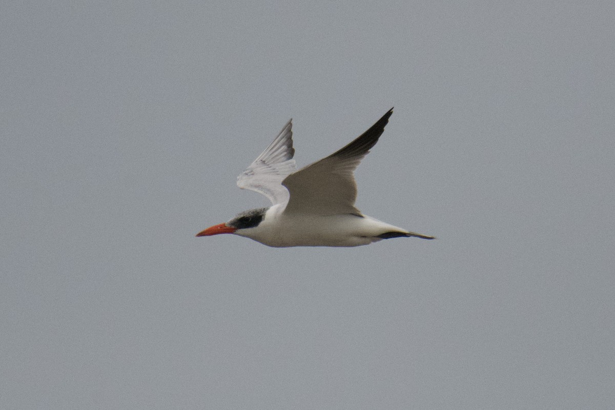 Морин хараалай - ML639461308