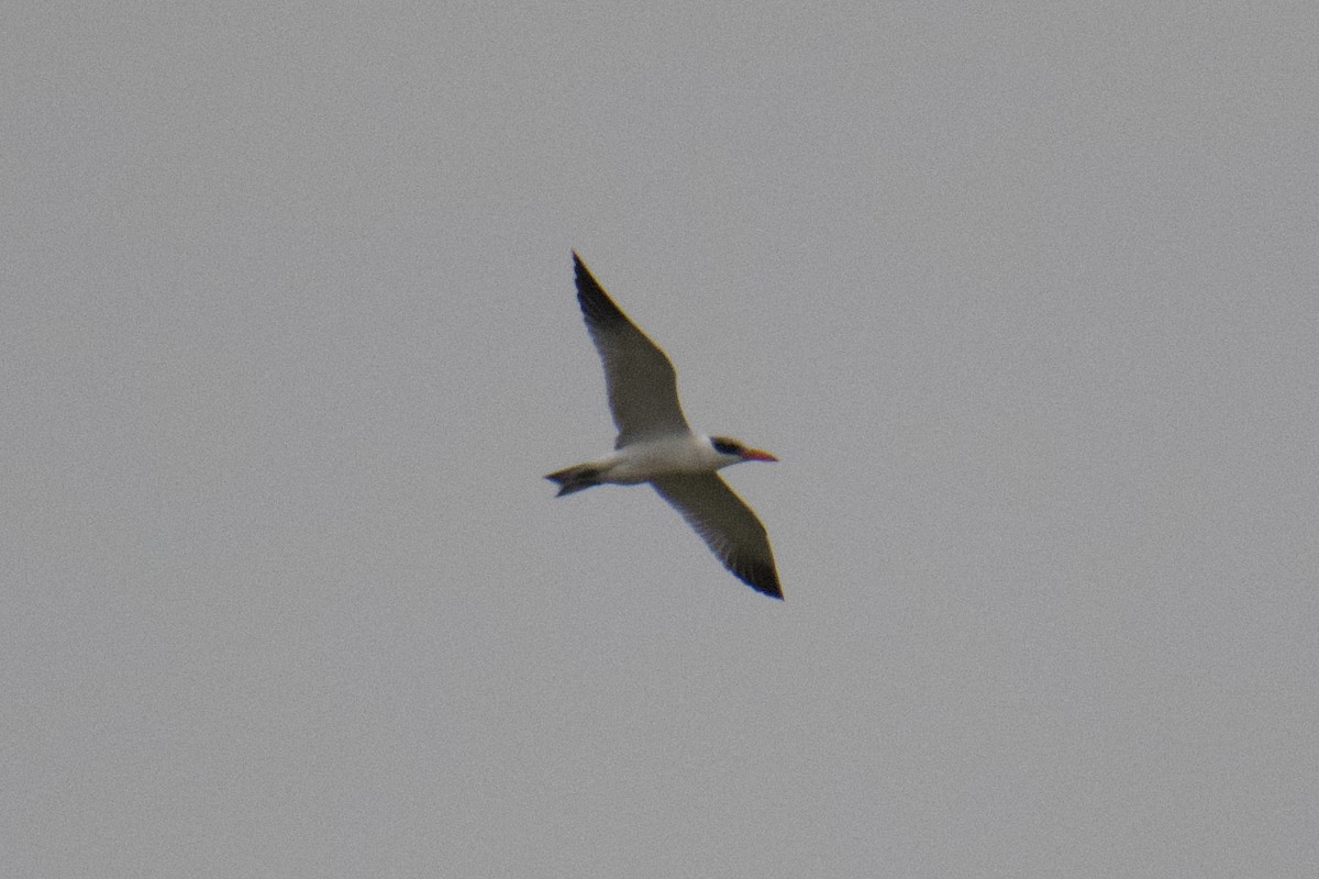 Морин хараалай - ML639461310