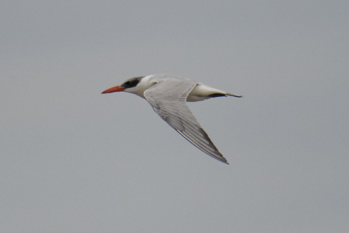 Морин хараалай - ML639461311