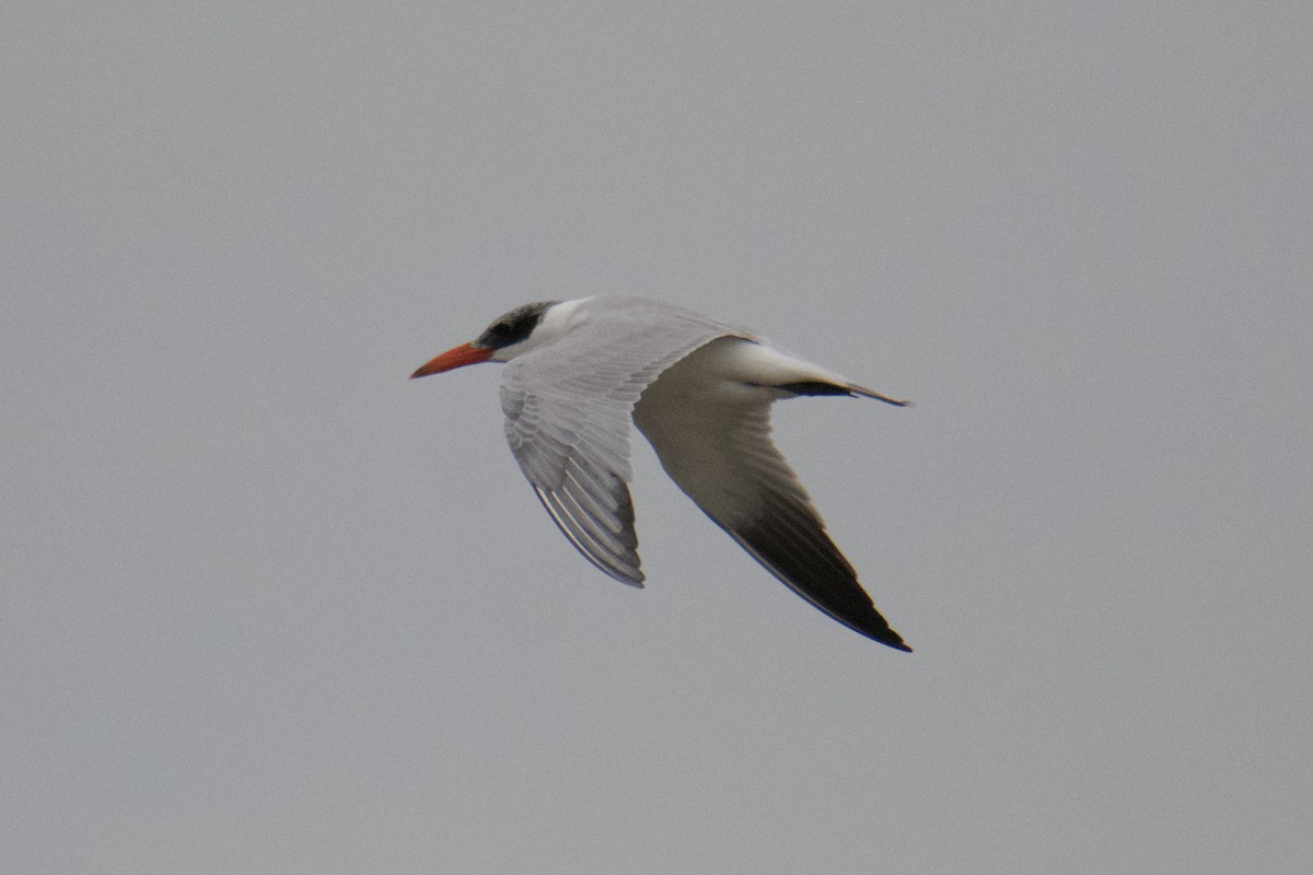 Морин хараалай - ML639461313