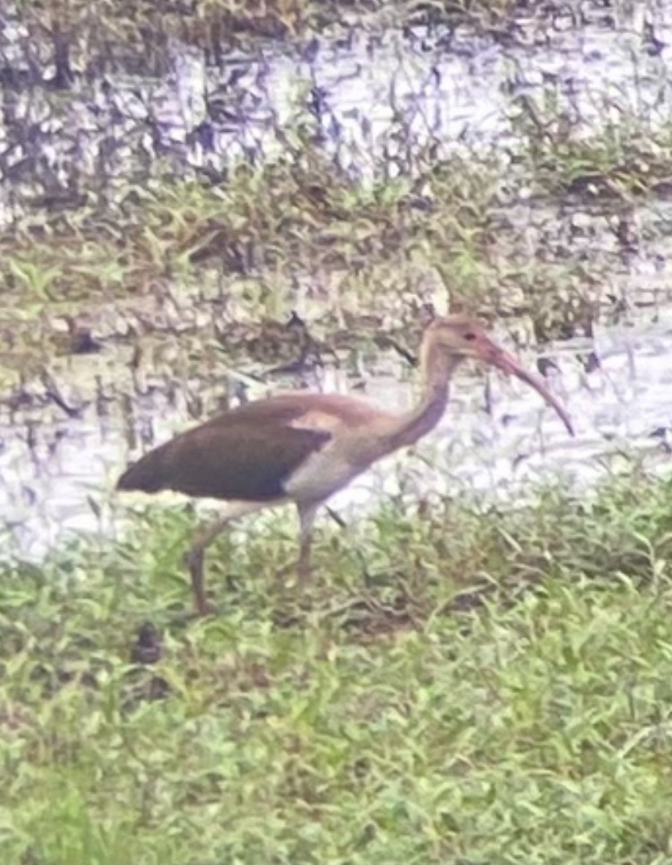 White Ibis - ML639461314