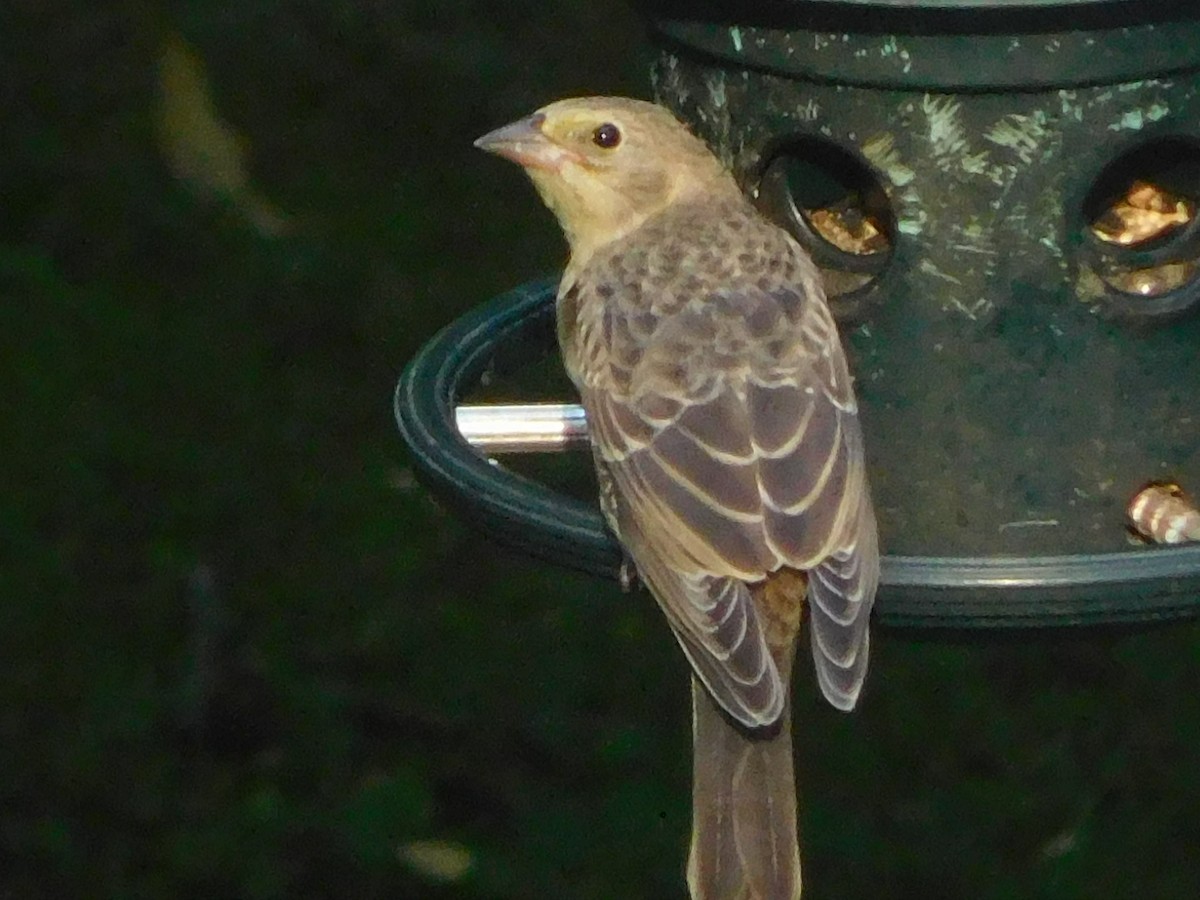 Brown-headed Cowbird - ML639461388