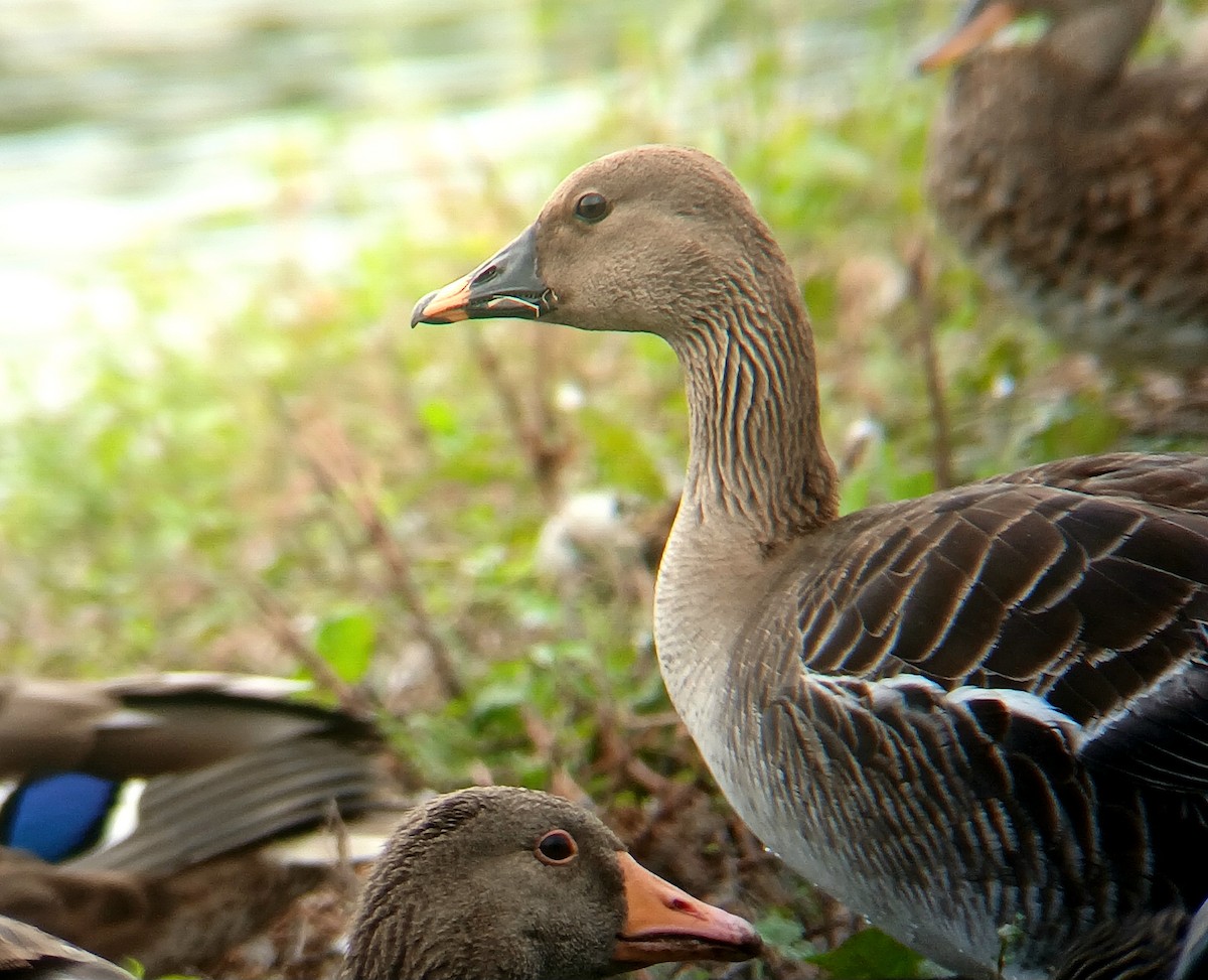 Oie de la toundra - ML639461451