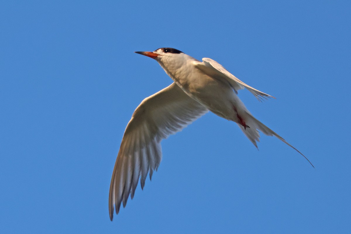 Forster's Tern - ML639461458