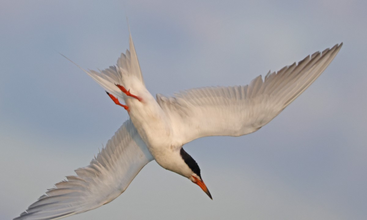 Forster's Tern - ML639461459