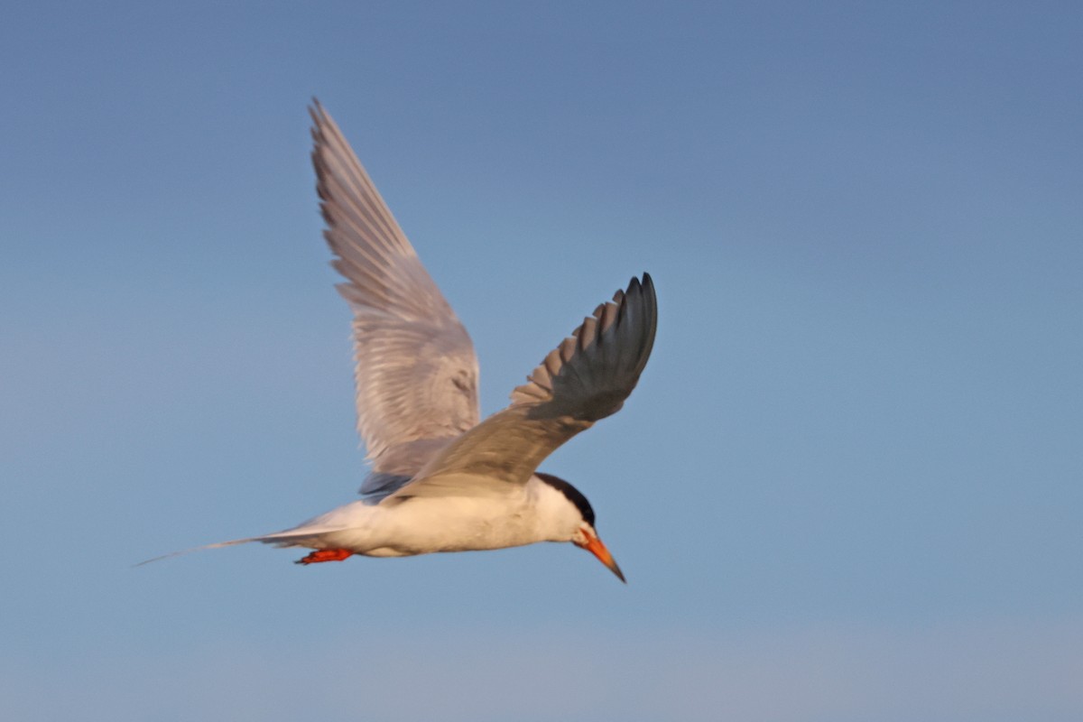 Forster's Tern - ML639461460