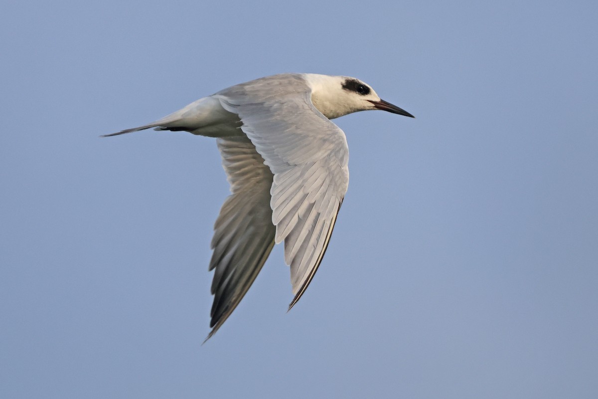 Forster's Tern - ML639461461