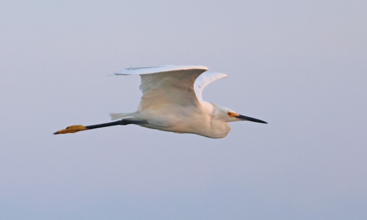 Snowy Egret - ML639461487
