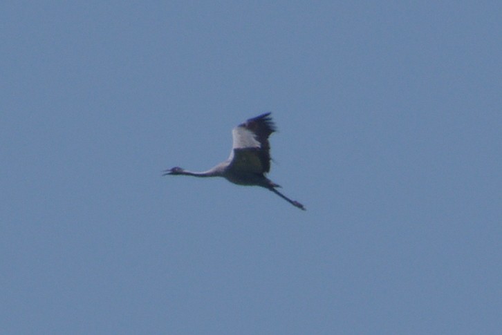 Common Crane - ML639461501