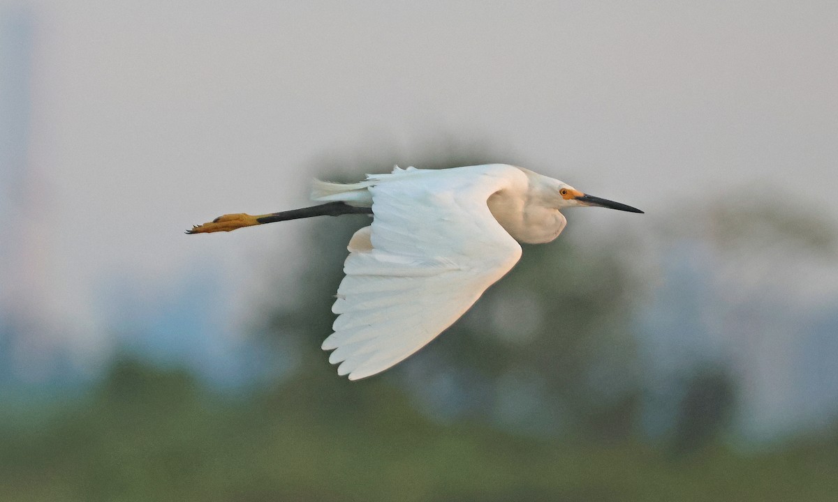 Snowy Egret - ML639461507