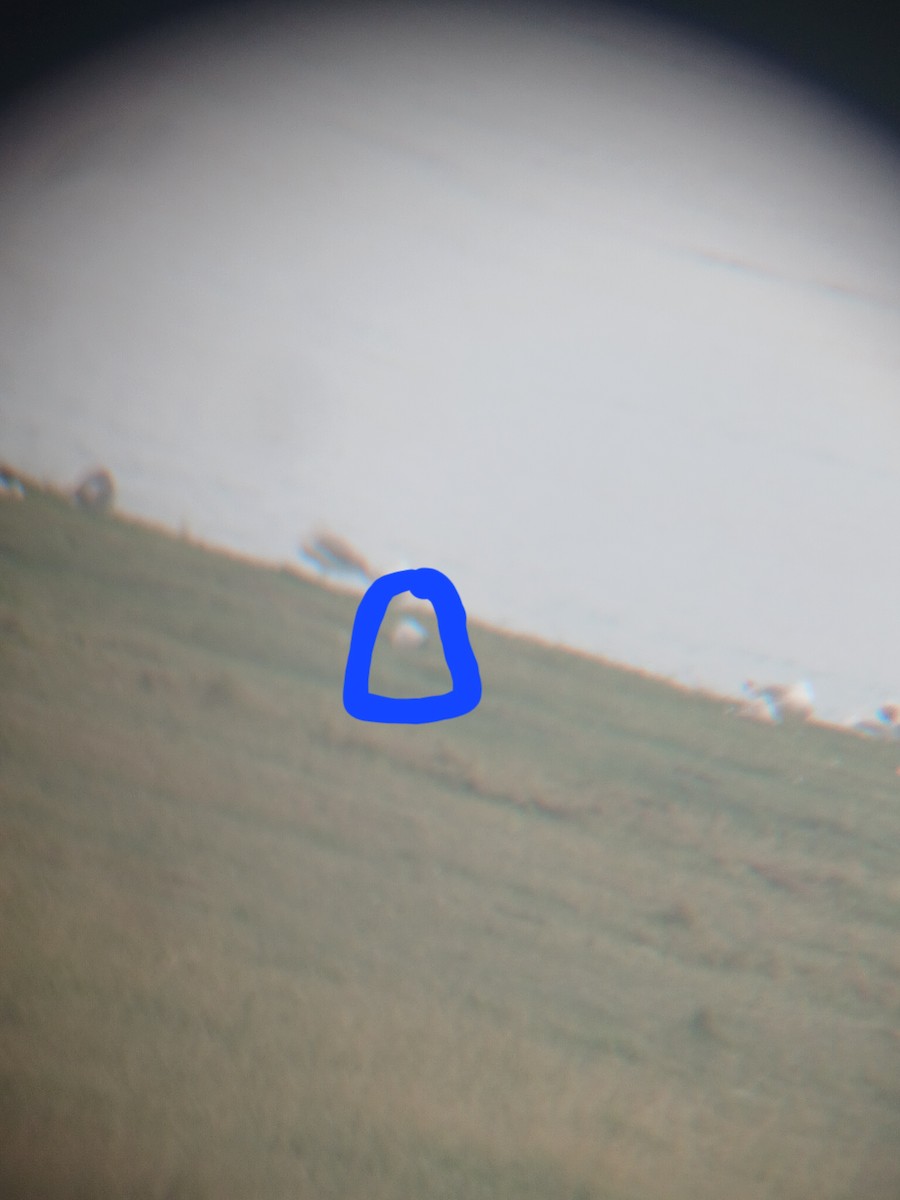 Морин хараалай - ML639461592