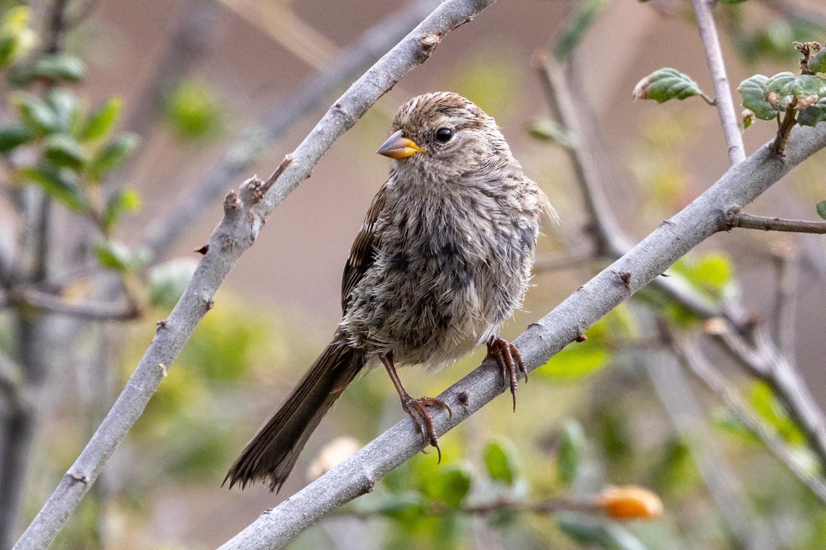 White-crowned Sparrow (nuttalli) - ML639461728