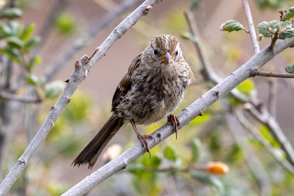White-crowned Sparrow (nuttalli) - ML639461729