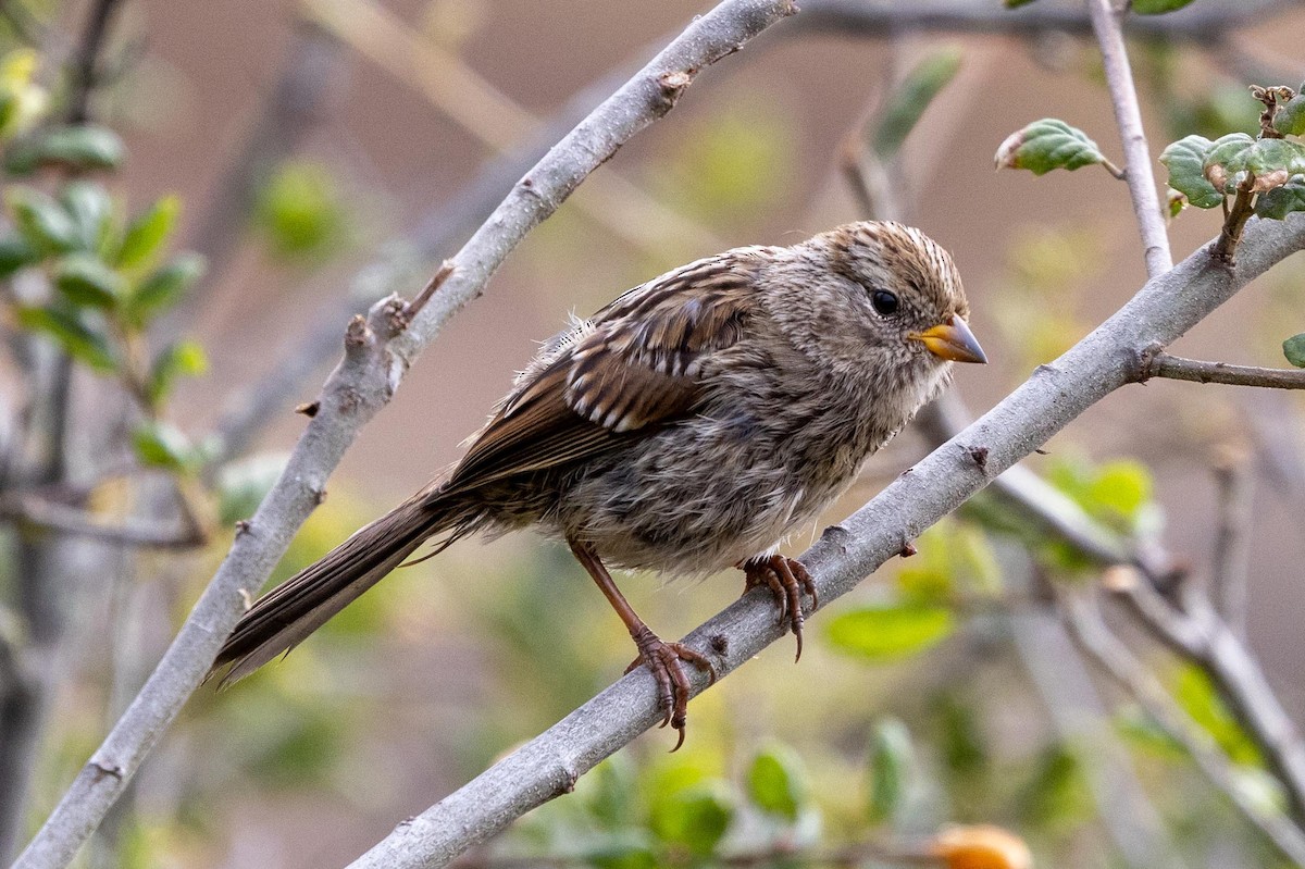 White-crowned Sparrow (nuttalli) - ML639461730