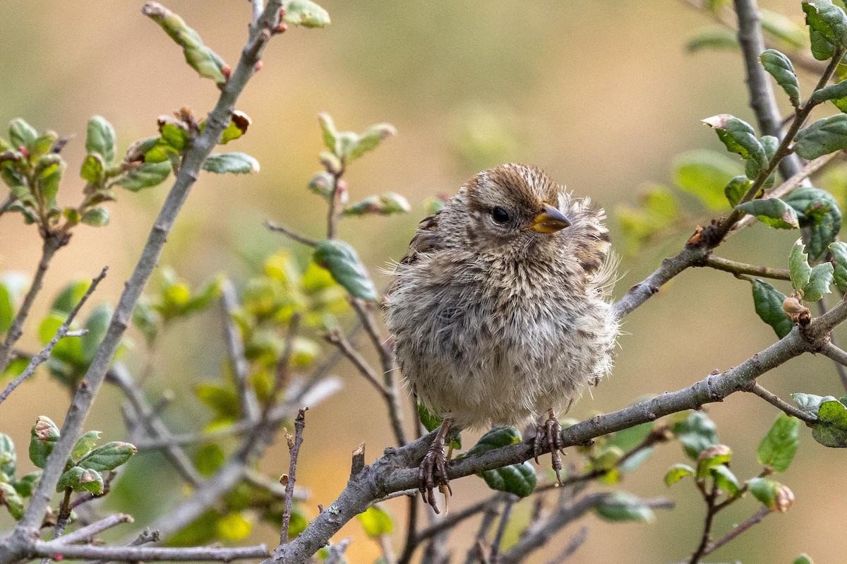 White-crowned Sparrow (nuttalli) - ML639461731
