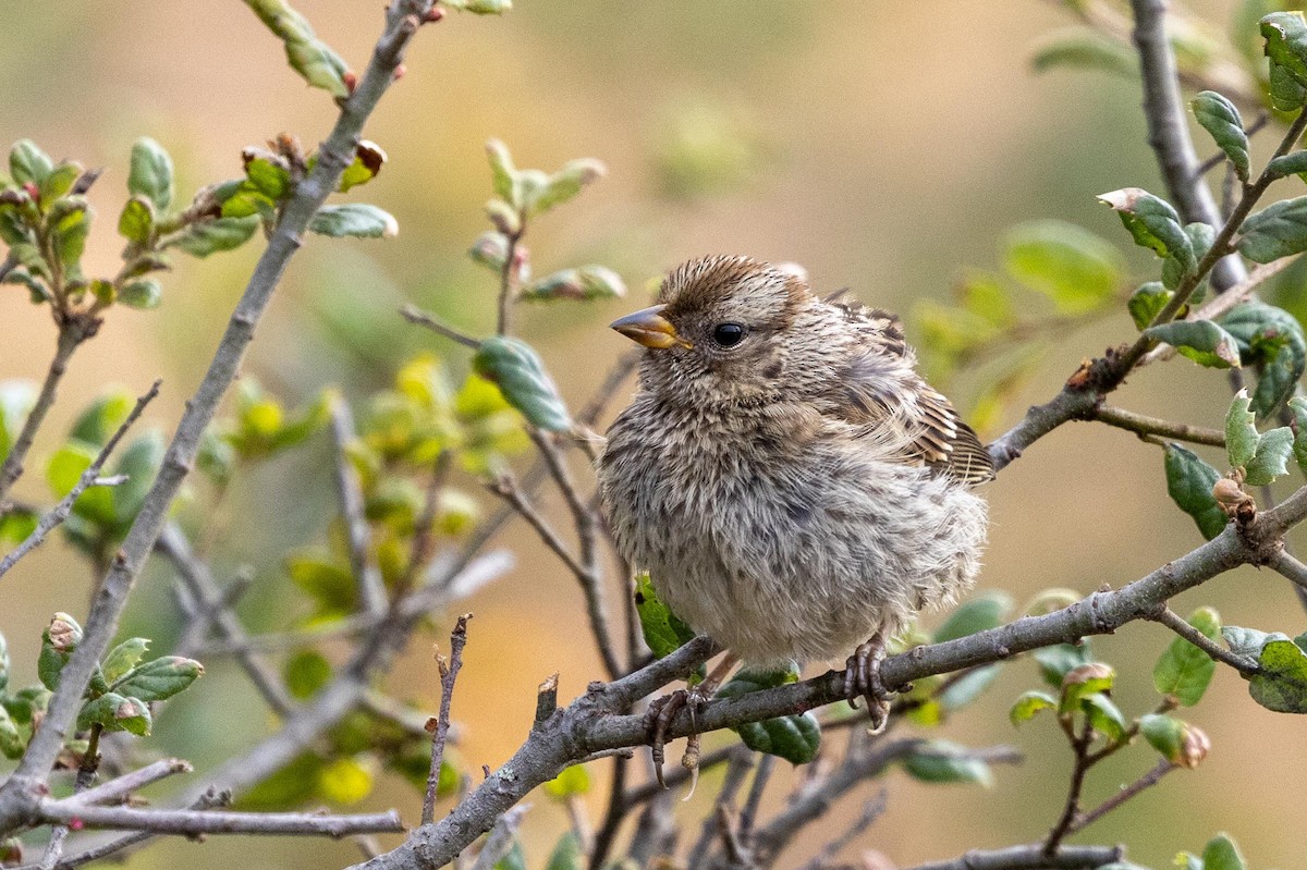 White-crowned Sparrow (nuttalli) - ML639461732