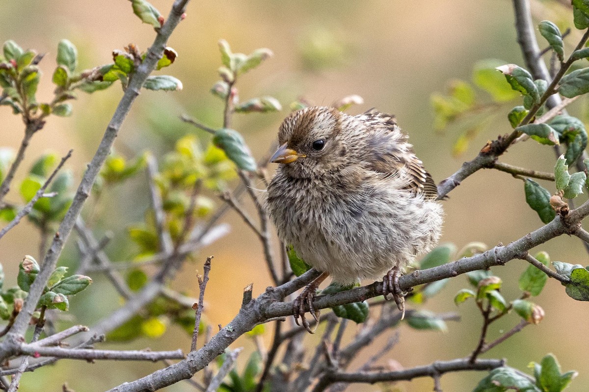 White-crowned Sparrow (nuttalli) - ML639461733