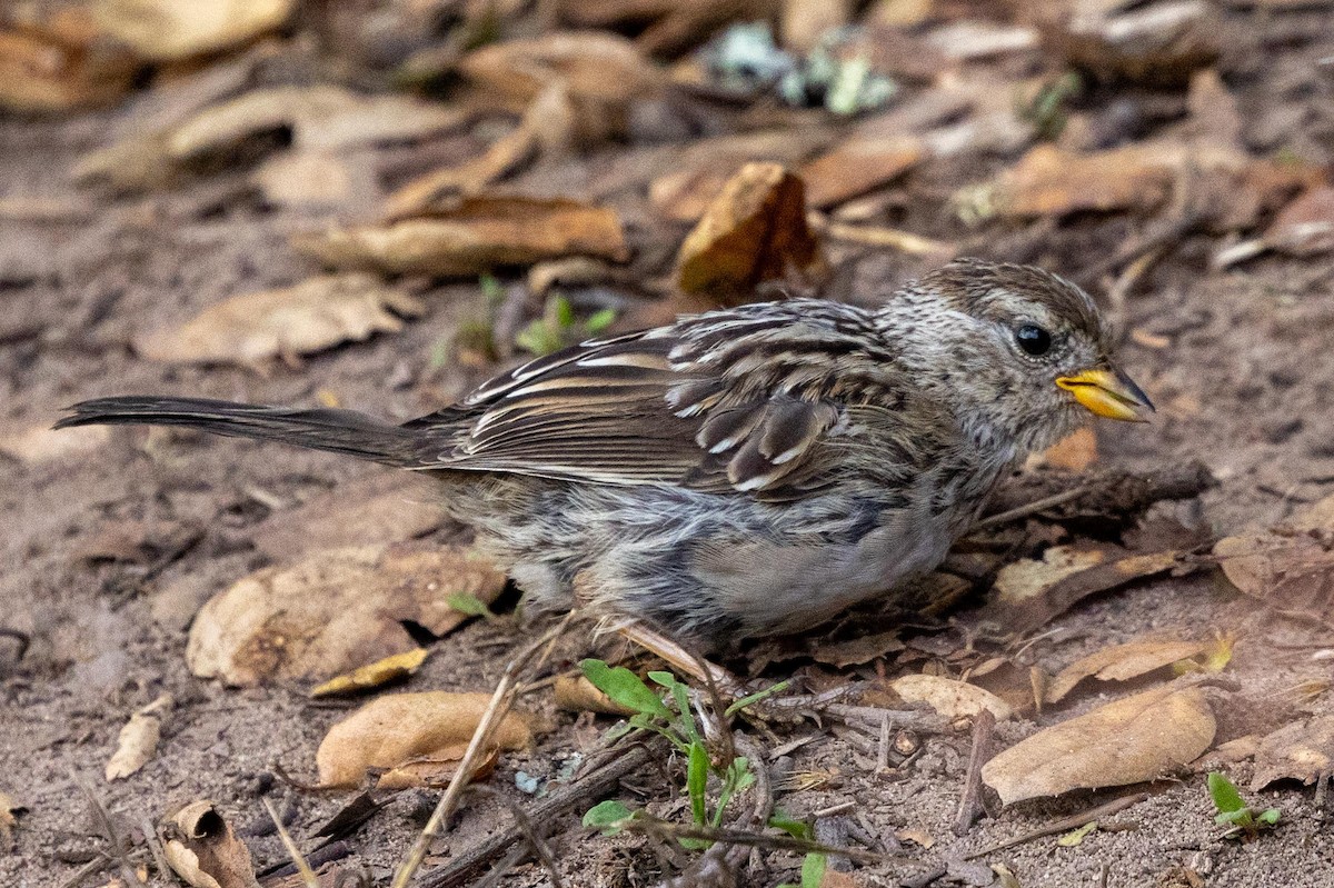 White-crowned Sparrow (nuttalli) - ML639461734
