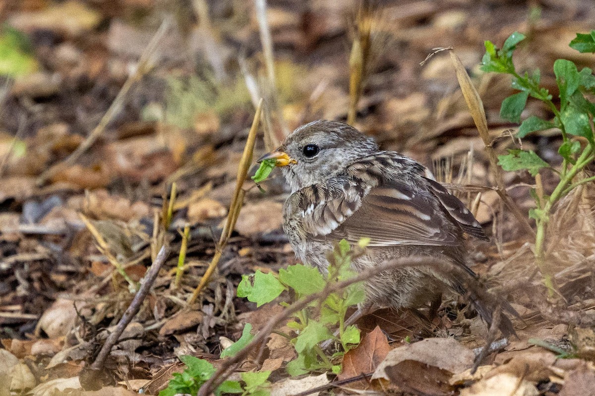 White-crowned Sparrow (nuttalli) - ML639461735