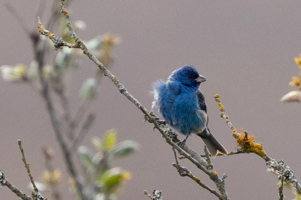 Indigo Bunting - ML639461767