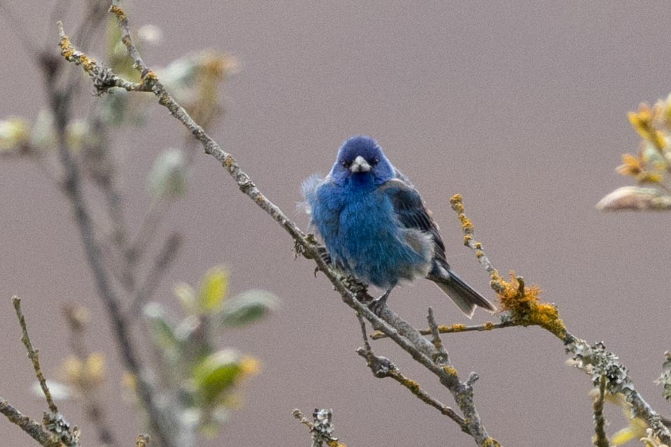 Indigo Bunting - ML639461768