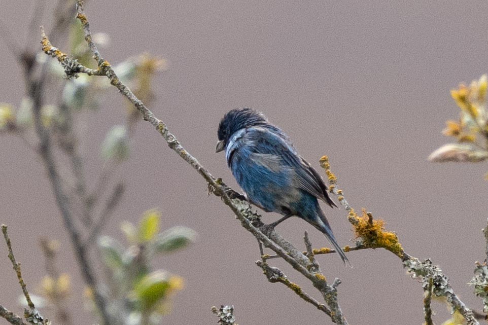 Indigo Bunting - ML639461769