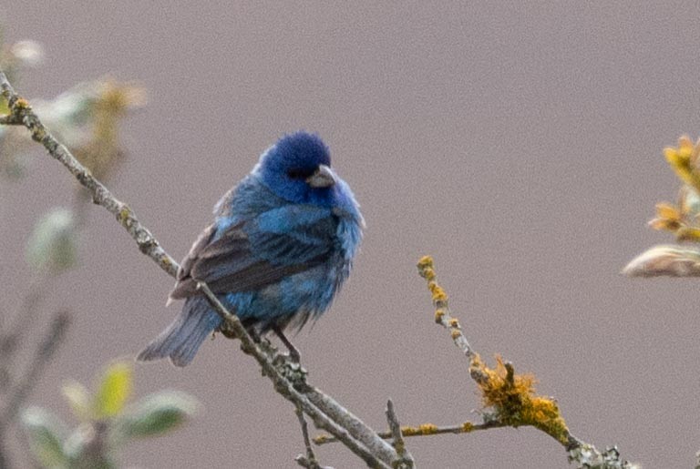 Indigo Bunting - ML639461770