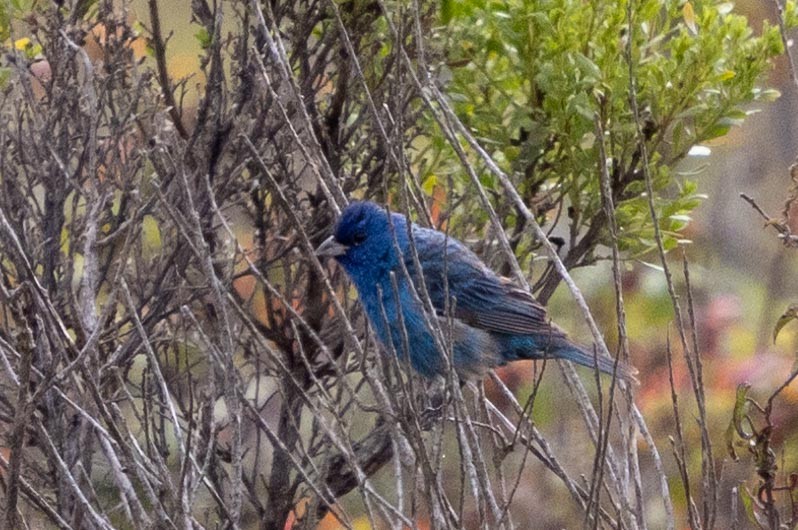 Indigo Bunting - ML639461771