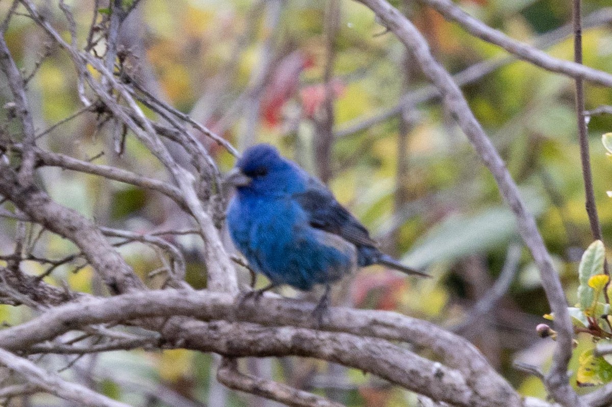 Indigo Bunting - ML639461773
