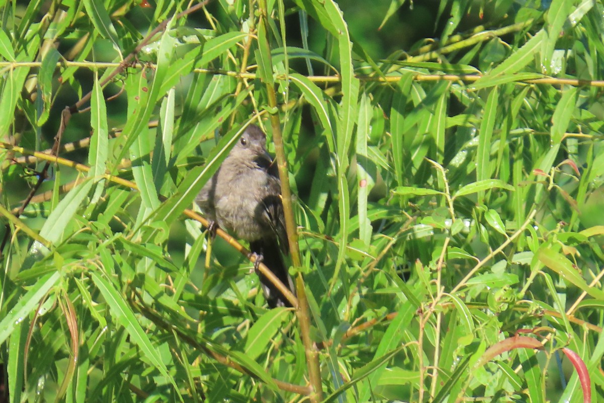 Gray Catbird - ML639461786