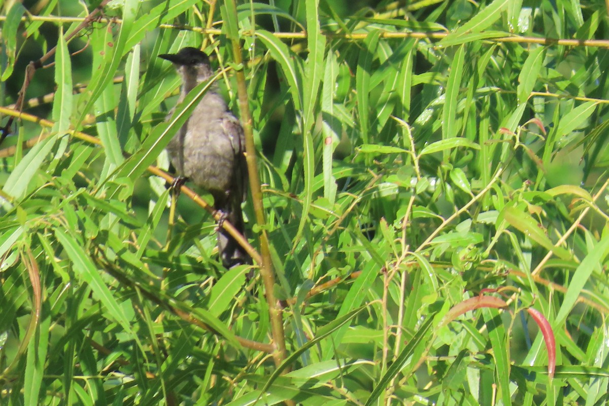 Gray Catbird - ML639461787