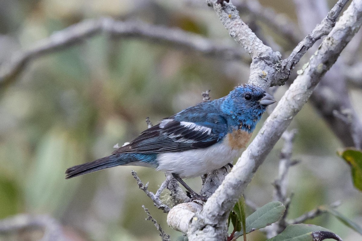 Lazuli Bunting - ML639461796