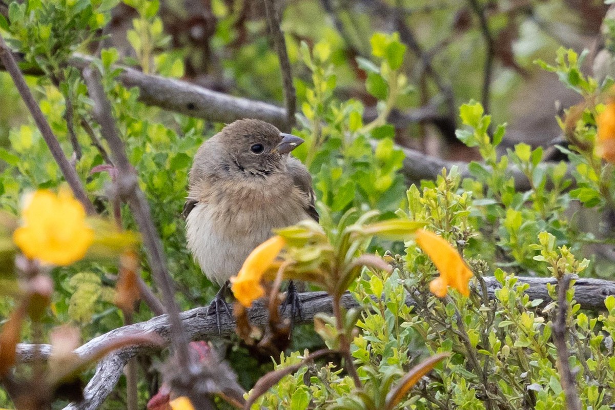 Lazuli Bunting - ML639461797
