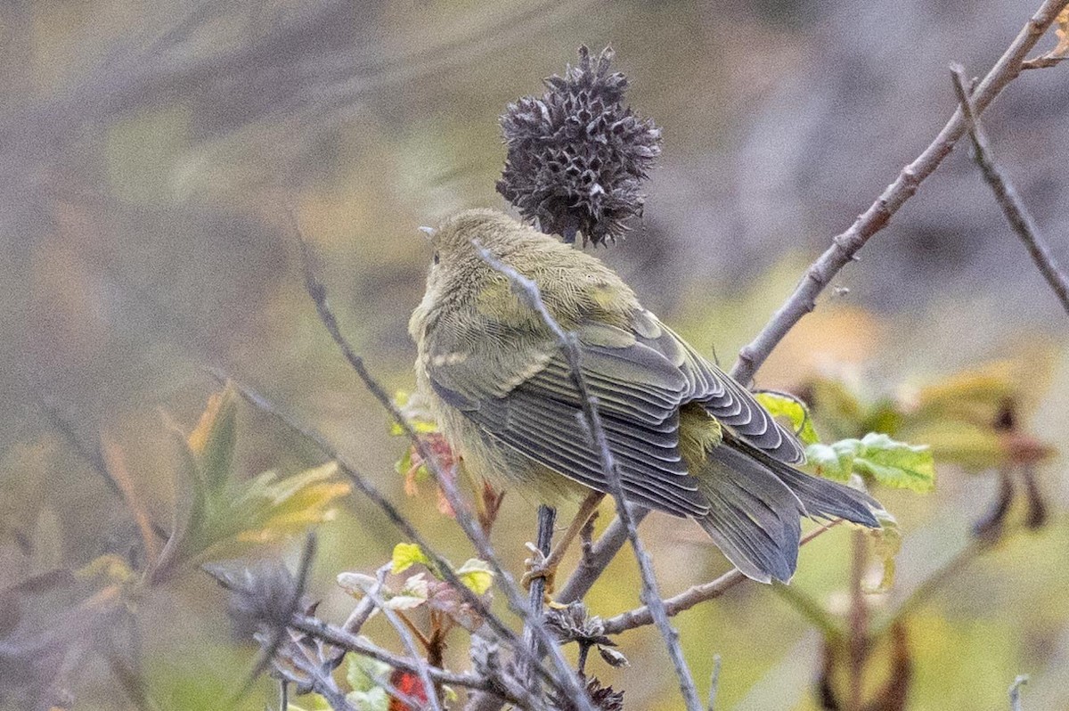 Orange-crowned Warbler - ML639461869