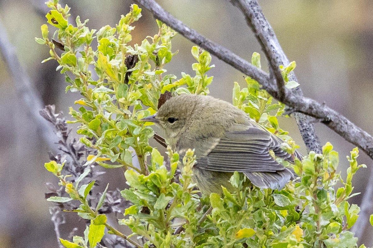 Orange-crowned Warbler - ML639461870