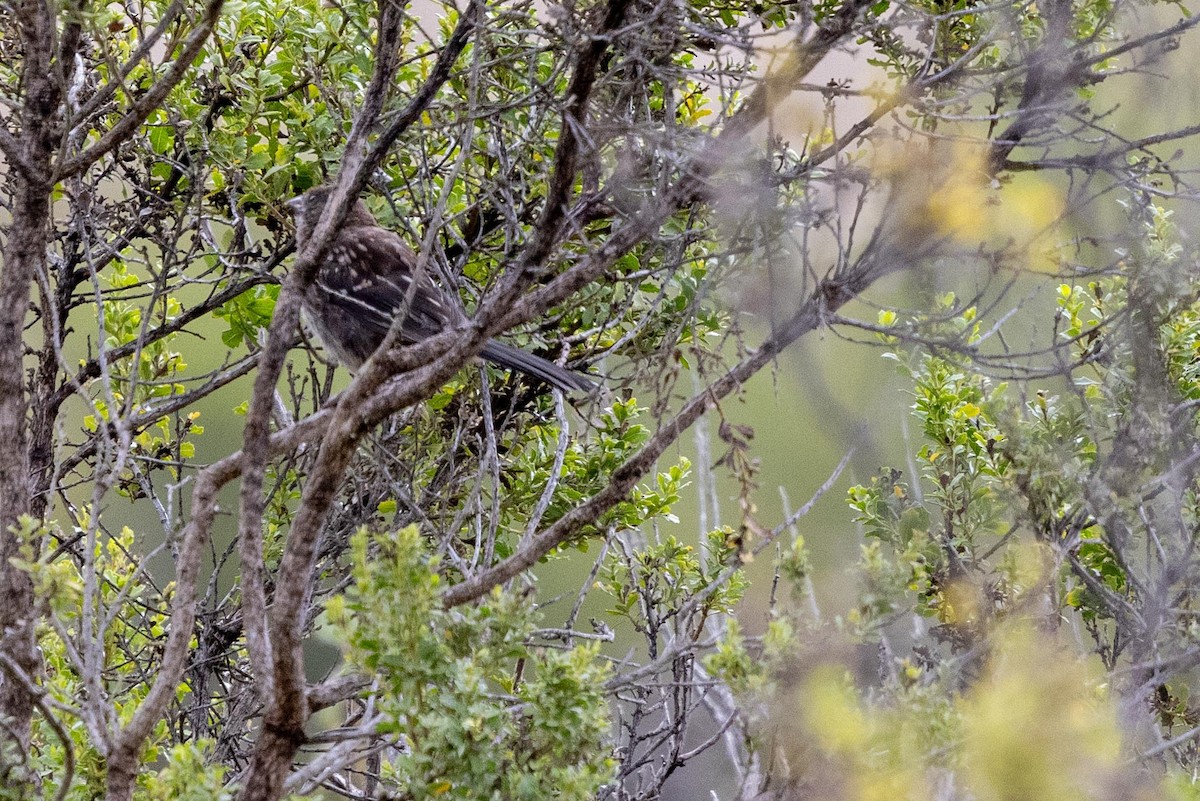 Spotted Towhee - ML639461882