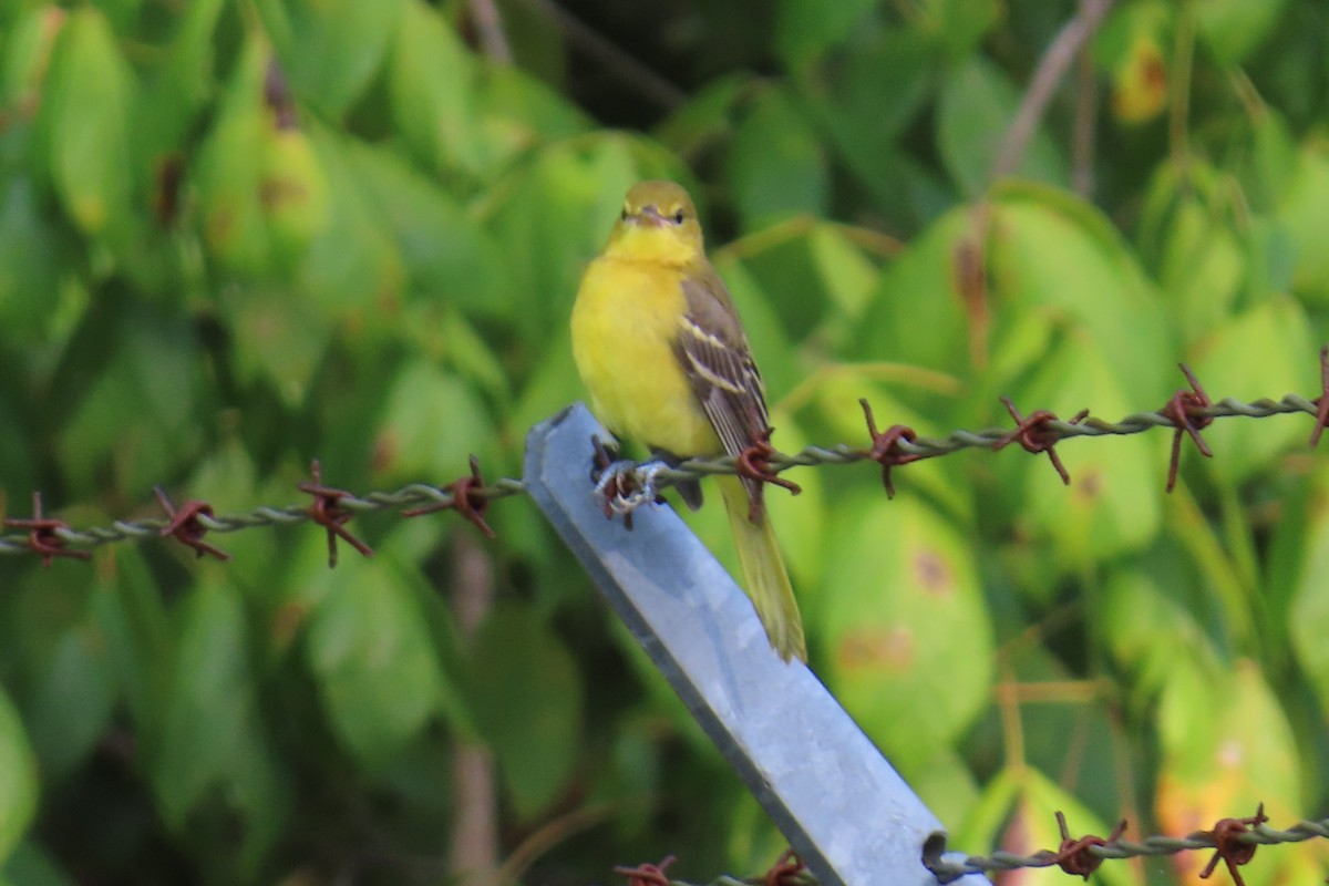 Orchard Oriole - ML639461890