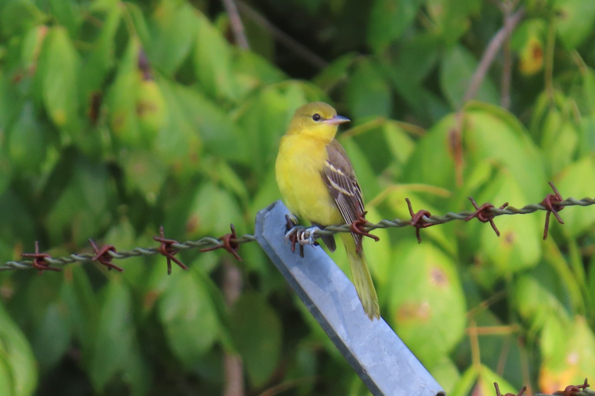 Orchard Oriole - ML639461891