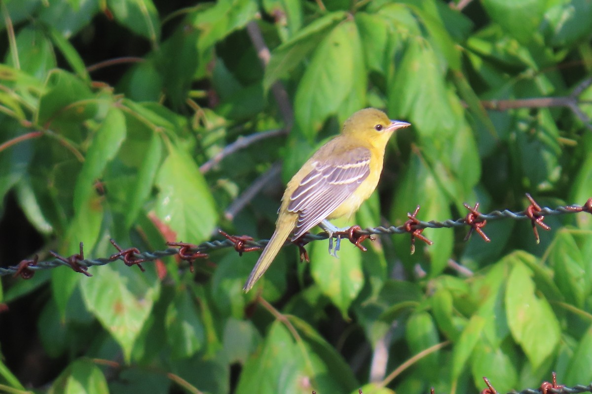 Orchard Oriole - ML639461892