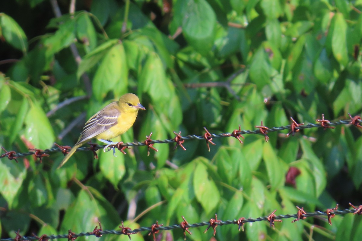 Orchard Oriole - ML639461893
