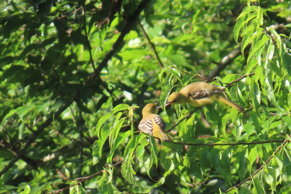 Orchard Oriole - ML639461894