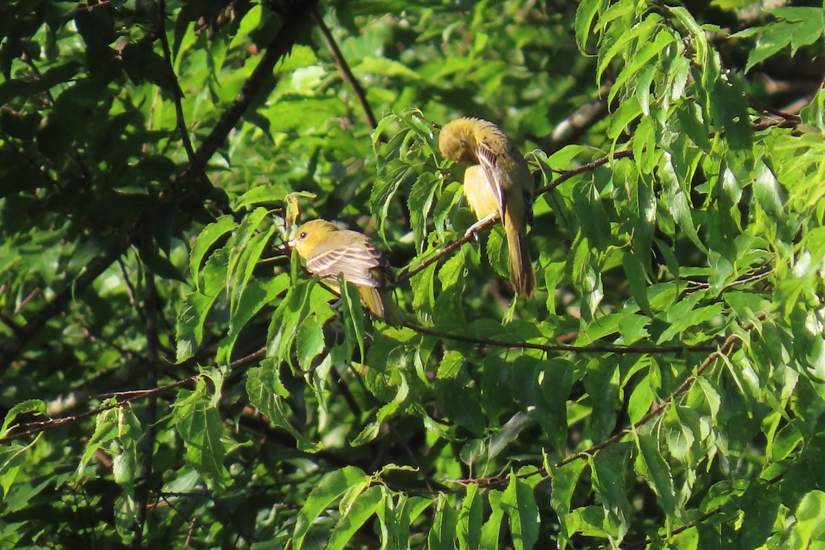 Orchard Oriole - ML639461895