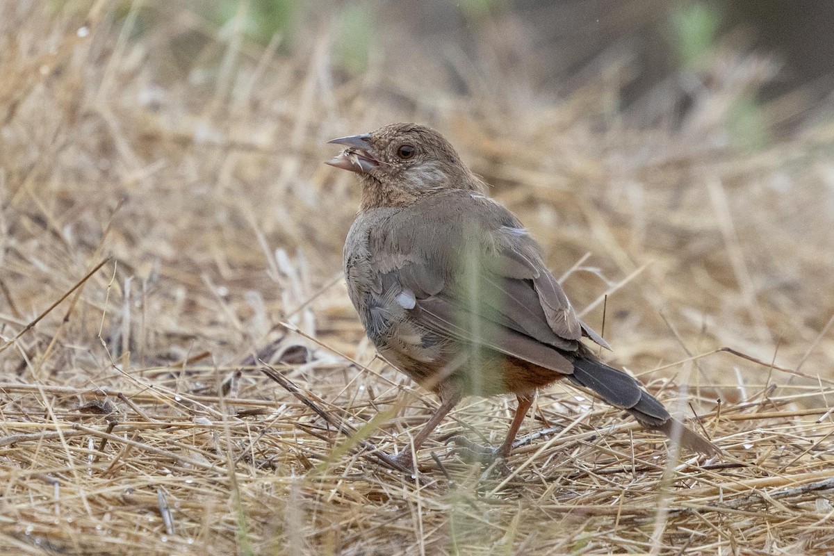 California Towhee - ML639461907