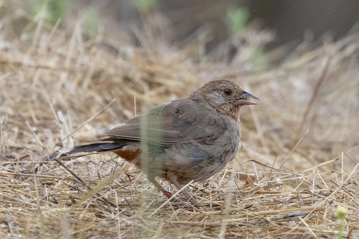 California Towhee - ML639461908