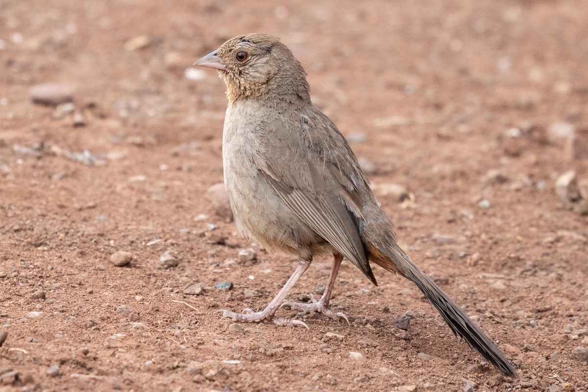 California Towhee - ML639461909