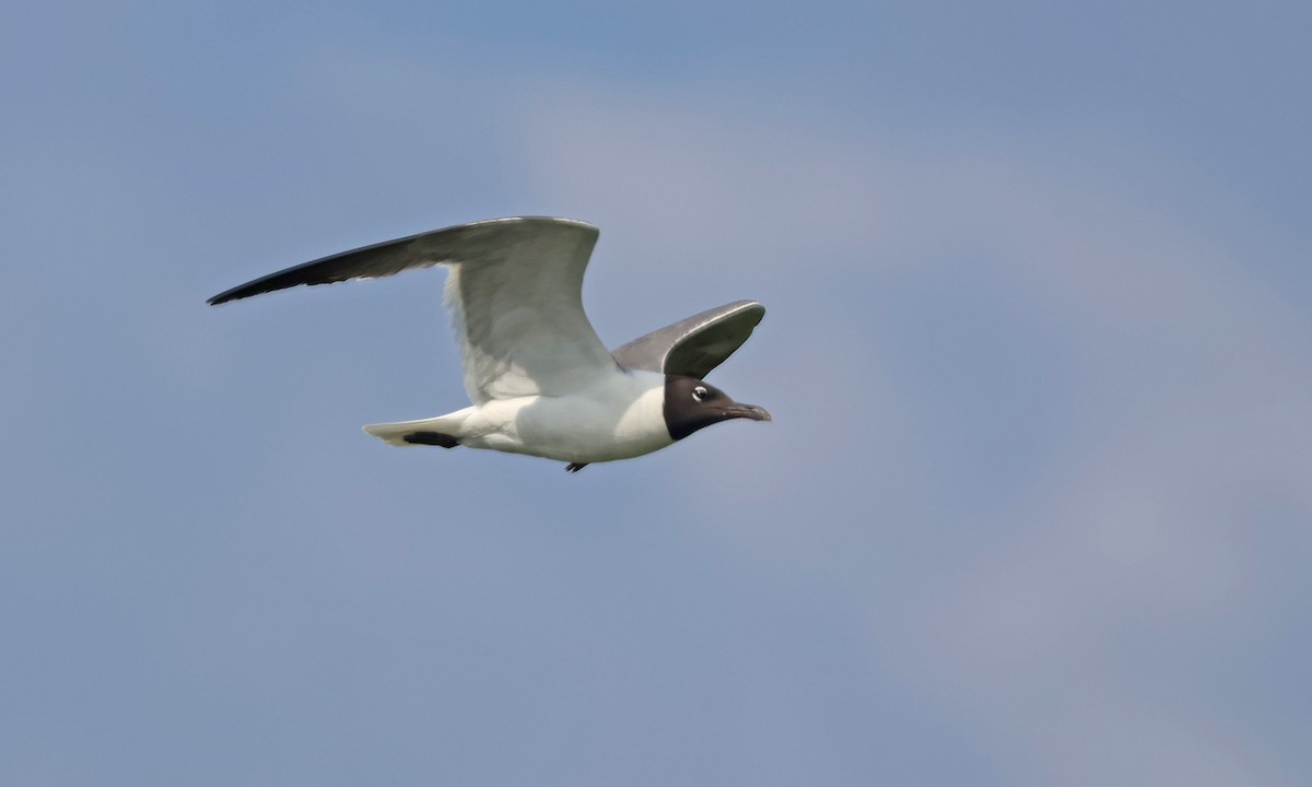 Laughing Gull - ML639461962